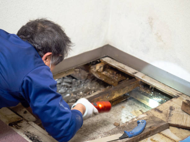 Best Water Damage Restoration  in Stallings, NC