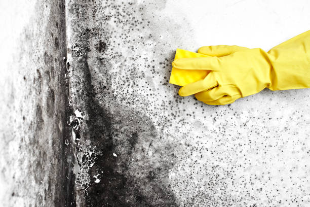 Best Crawl Space Mold Removal  in Stallings, NC