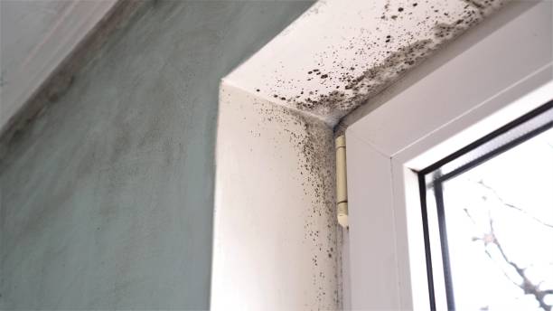 Best Same-Day Mold Removal  in Stallings, NC