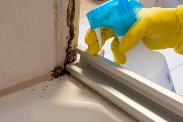 Best Office Mold Removal Services  in Stallings, NC