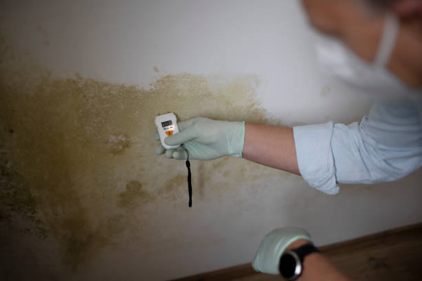 Best Mold Remediation Services  in Stallings, NC