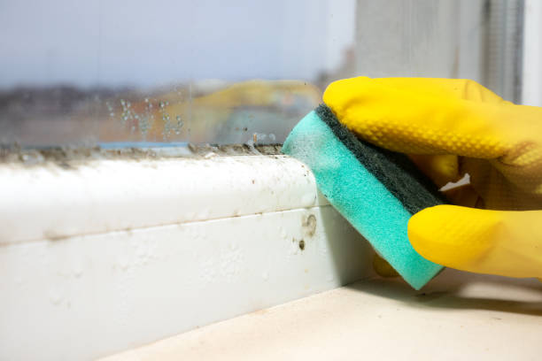 Best Same-Day Mold Removal  in Stallings, NC