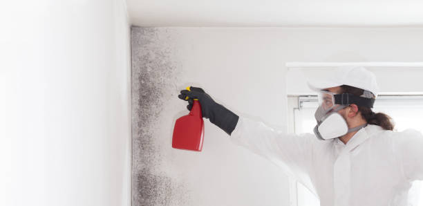 Best Mold Damage Repair  in Stallings, NC