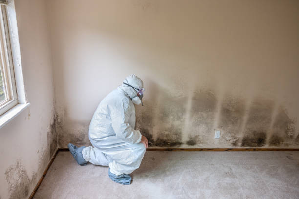 Best Commercial Mold Removal  in Stallings, NC