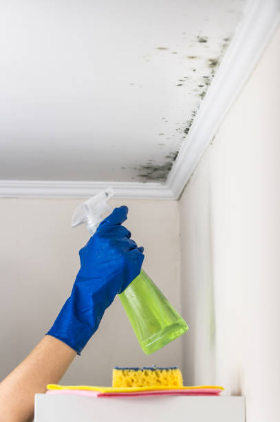 Stallings, NC Mold Removal Company