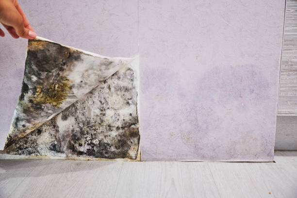 Best Mold Removal Near Me  in Stallings, NC